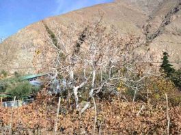 Pérdidas de hasta 90%: heladas afectan cultivos en el Limarí