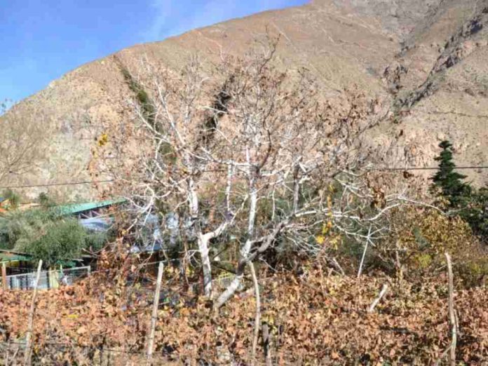 Pérdidas de hasta 90%: heladas afectan cultivos en el Limarí