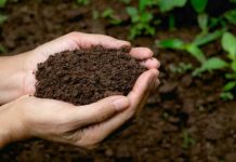 Perú acelera su estrategia ambiental con siembra de 2,5 millones de árboles para 2026