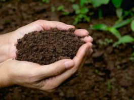 Perú acelera su estrategia ambiental con siembra de 2,5 millones de árboles para 2026 Perú acelera su estrategia ambiental con siembra de 2,5 millones de árboles para 2026