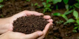 Perú acelera su estrategia ambiental con siembra de 2,5 millones de árboles para 2026