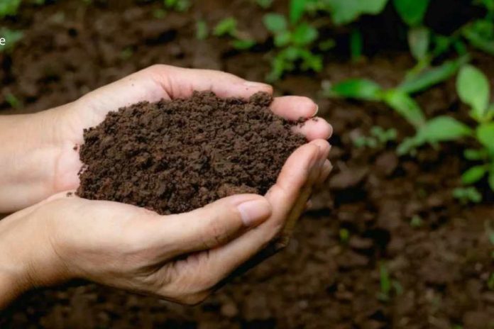 Perú acelera su estrategia ambiental con siembra de 2,5 millones de árboles para 2026 Perú acelera su estrategia ambiental con siembra de 2,5 millones de árboles para 2026