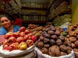 Perú publica directrices sobre edición genética