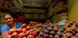 Perú publica directrices sobre edición genética