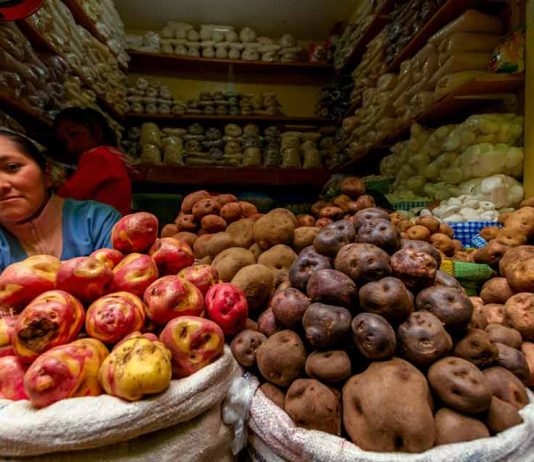 Perú publica directrices sobre edición genética