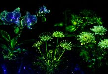 Con biotecnología desarrollan plantas como las de Avatar para iluminar ciudades sin electricidad