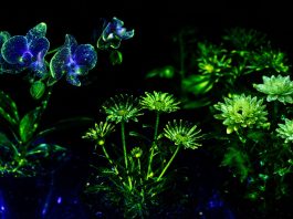 Con biotecnología desarrollan plantas como las de Avatar para iluminar ciudades sin electricidad