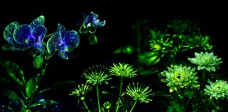 Con biotecnología desarrollan plantas como las de Avatar para iluminar ciudades sin electricidad