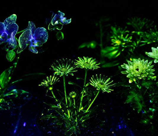 Con biotecnología desarrollan plantas como las de Avatar para iluminar ciudades sin electricidad