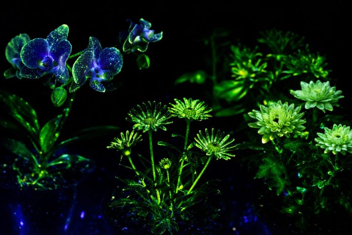 Con biotecnología desarrollan plantas como las de Avatar para iluminar ciudades sin electricidad