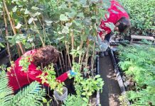 Programa de Empleo: Beneficiarias de CONAF O’Higgins amplían sus conocimientos sobre el cuidado de plantas nativas