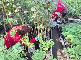 Programa de Empleo: Beneficiarias de CONAF O’Higgins amplían sus conocimientos sobre el cuidado de plantas nativas