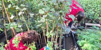 Programa de Empleo: Beneficiarias de CONAF O’Higgins amplían sus conocimientos sobre el cuidado de plantas nativas