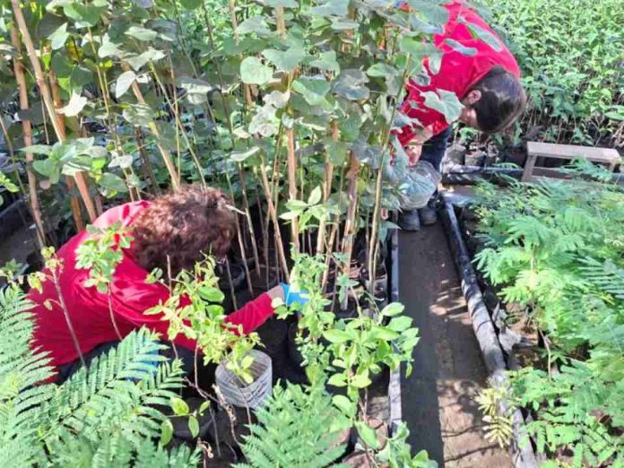 Programa de Empleo: Beneficiarias de CONAF O’Higgins amplían sus conocimientos sobre el cuidado de plantas nativas