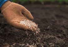 Programa impulsará el uso de tecnologías para enfrentar el cambio climático en la industria semillera