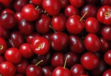 Realizan investigación para descifrar el daño que afecta a la calidad de las cerezas chilenas