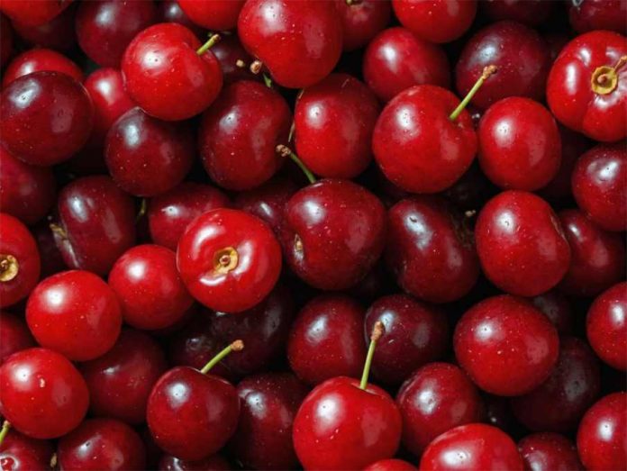 Realizan investigación para descifrar el daño que afecta a la calidad de las cerezas chilenas