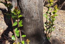 Rebrotes de especies nativas marcan primeras señales de recuperación postincendio en Penco