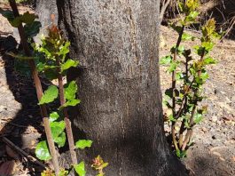 Rebrotes de especies nativas marcan primeras señales de recuperación postincendio en Penco