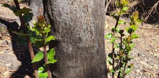 Rebrotes de especies nativas marcan primeras señales de recuperación postincendio en Penco