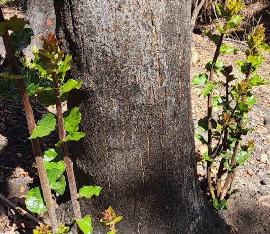 Rebrotes de especies nativas marcan primeras señales de recuperación postincendio en Penco