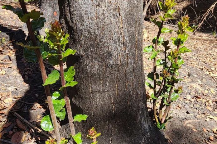 Rebrotes de especies nativas marcan primeras señales de recuperación postincendio en Penco