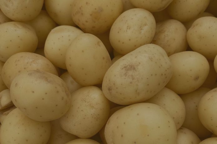 Reportaje | La economía de la captura de valor en las papas : dónde se crea valor, dónde se pierde y por qué es importante ahora