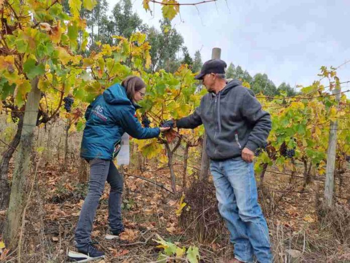 SAG destaca vigencia indefinida de acuerdo orgánico que favorece exportaciones chilenas