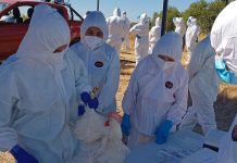 SAG refuerza llamado a prevenir con medidas de bioseguridad en la producción avícola SAG refuerza llamado a prevenir con medidas de bioseguridad en la producción avícola