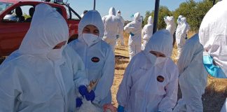 SAG refuerza llamado a prevenir con medidas de bioseguridad en la producción avícola