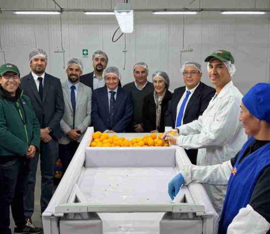 SAG y Frutas de Chile dan inicio en Coquimbo a la temporada de exportaciones de cítricos a Estados Unidos