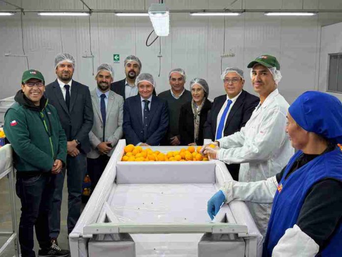SAG y Frutas de Chile dan inicio en Coquimbo a la temporada de exportaciones de cítricos a Estados Unidos
