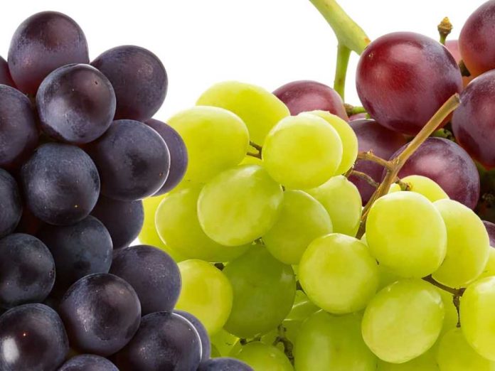 Se prevé una baja de 5 millones de cajas en las exportaciones de uvas de mesa chilena de esta temporada