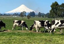 Sector lácteo accede a información clave para fortalecer la toma de decisiones y avanzar hacia un desarrollo sustentable