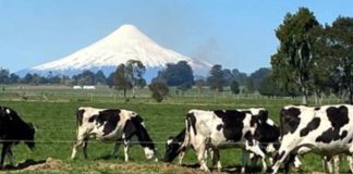 Sector lácteo accede a información clave para fortalecer la toma de decisiones y avanzar hacia un desarrollo sustentable