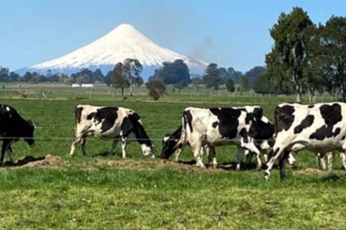Sector lácteo accede a información clave para fortalecer la toma de decisiones y avanzar hacia un desarrollo sustentable