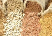 Semillas el Gobierno busca reforzar la propiedad intelectual sin cambiar la ley