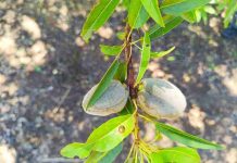Seminario INIA abordará la presencia de enfermedades en la producción regional de almendro