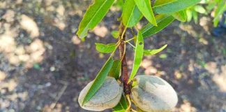 Seminario INIA abordará la presencia de enfermedades en la producción regional de almendro