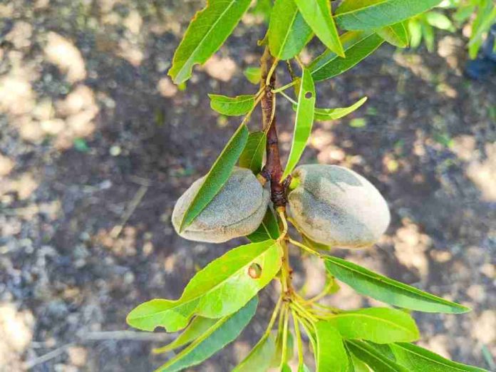 Seminario INIA abordará la presencia de enfermedades en la producción regional de almendro