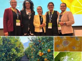 Seminario aborda plagas de cítricos presentes en América Latina y su riesgo para Chile