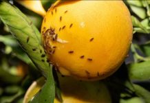 Senado despacha proyecto que sanciona con cárcel el ingreso de plagas vegetales