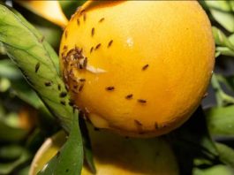 Senado despacha proyecto que sanciona con cárcel el ingreso de plagas vegetales