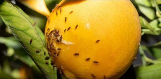 Senado despacha proyecto que sanciona con cárcel el ingreso de plagas vegetales Senado despacha proyecto que sanciona con cárcel el ingreso de plagas vegetales