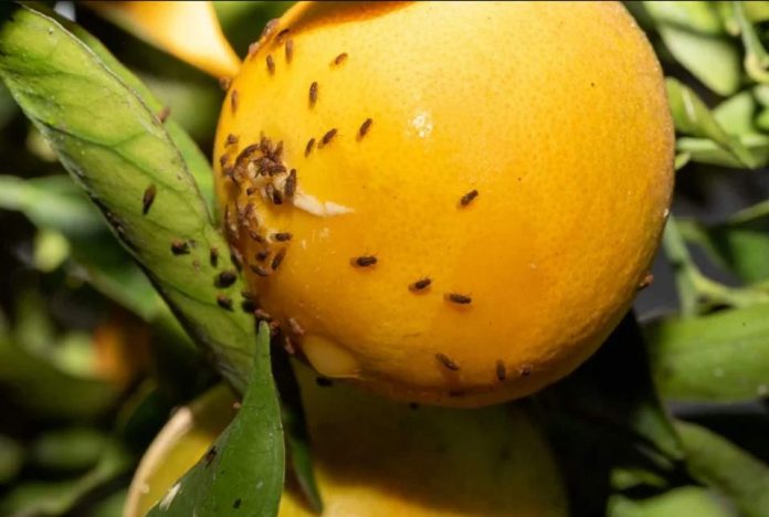 Senado despacha proyecto que sanciona con cárcel el ingreso de plagas vegetales