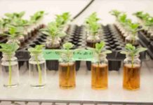 Soluciones a base de algas marinas contribuyen al aumento de la productividad agrícola