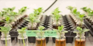 Soluciones a base de algas marinas contribuyen al aumento de la productividad agrícola