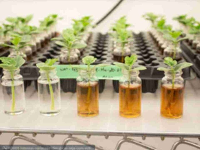 Soluciones a base de algas marinas contribuyen al aumento de la productividad agrícola Soluciones a base de algas marinas contribuyen al aumento de la productividad agrícola