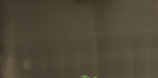 Tecnologías aplicadas en la agricultura y su impacto en la banca agrícola.