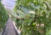 ¿Tomates con manchas negras?: La bacteria causante de la “peca bacteriana” en tomates evoluciona hacia cepas más agresivas y evasivas